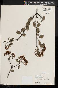 Viburnum cassinoides image