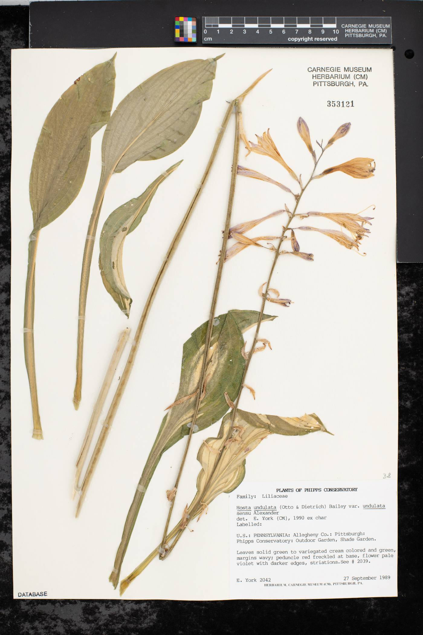 Hosta undulata var. undulata image