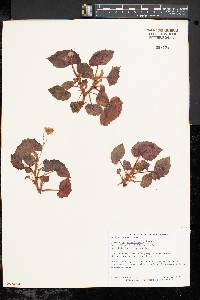 Begonia subvillosa image