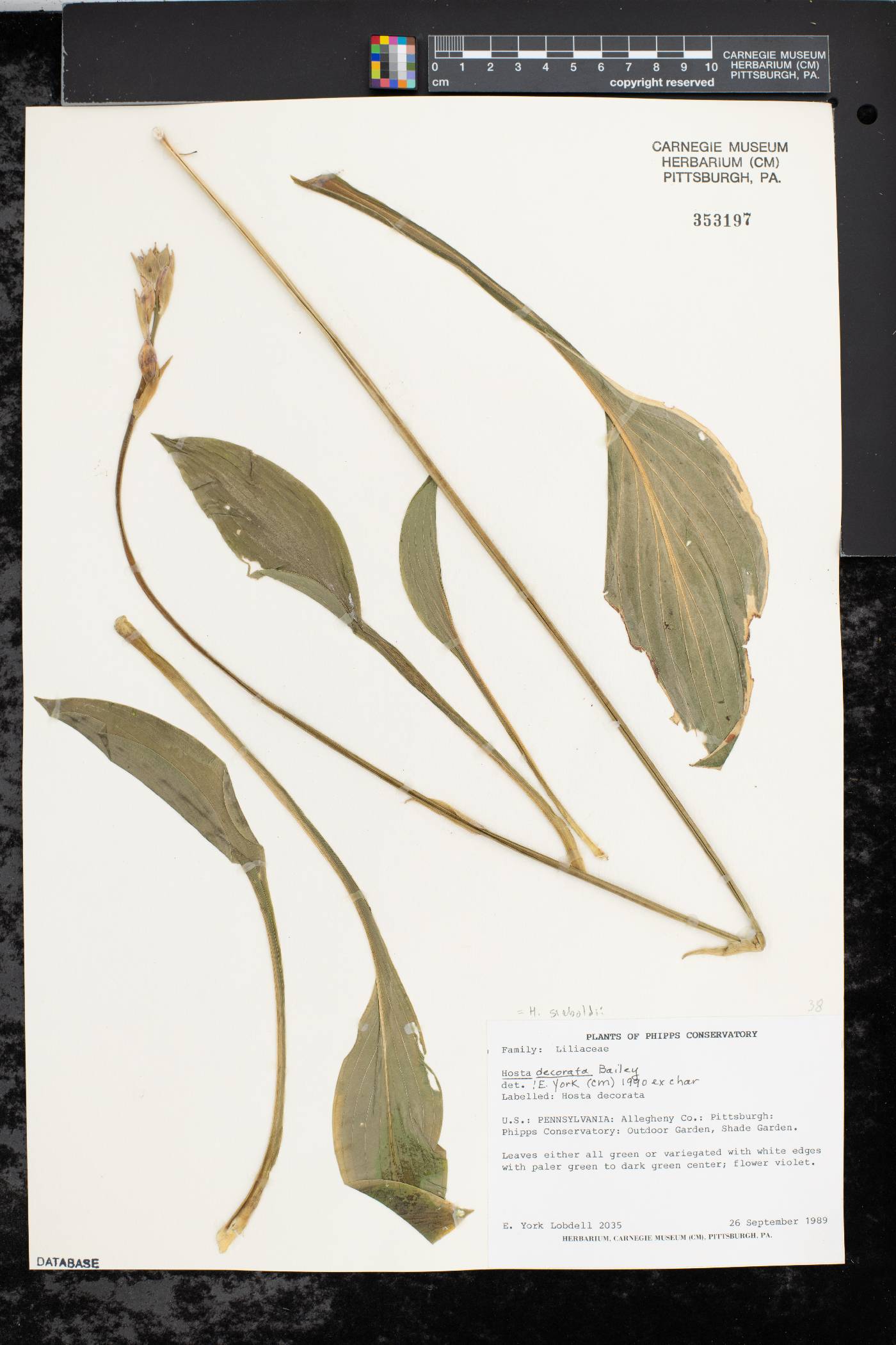 Hosta sieboldii image