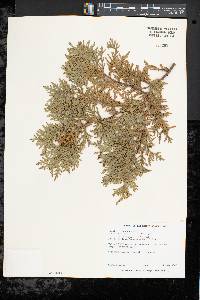 Thuja occidentalis image