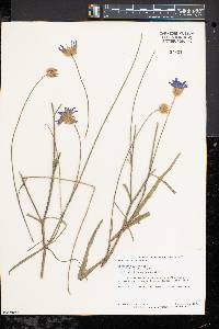 Catananche caerulea image