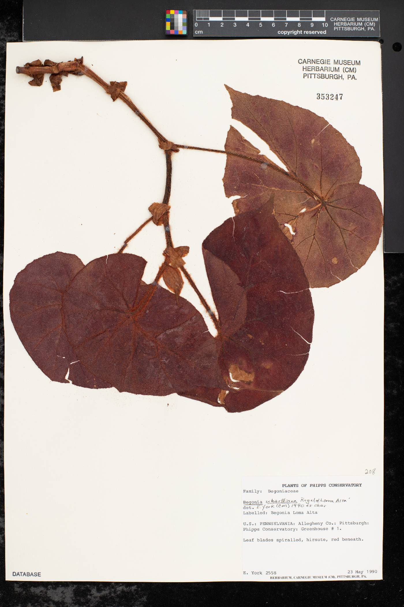 Begonia scharffii image