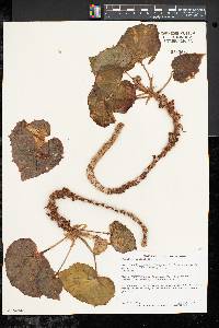 Begonia manicata image