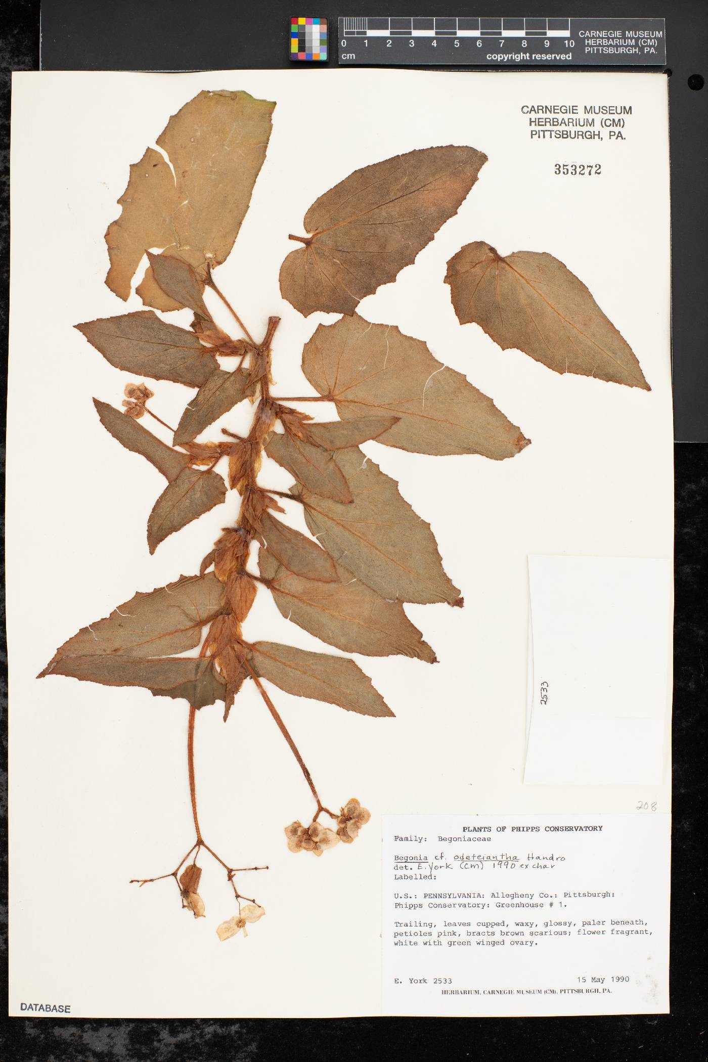 Begonia odeteiantha image