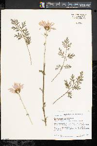 Chrysanthemum coccineum image