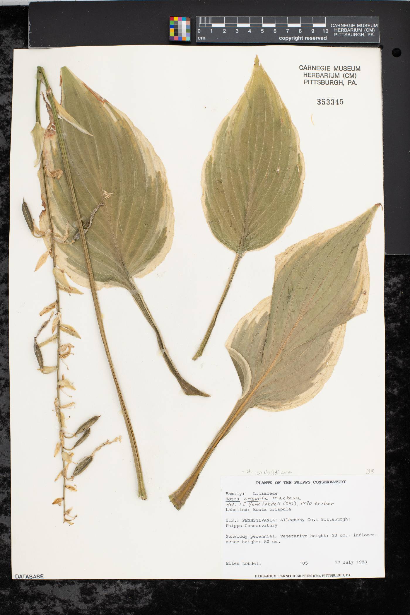 Hosta sieboldiana image