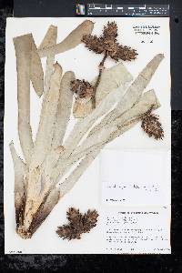 Hohenbergia stellata image