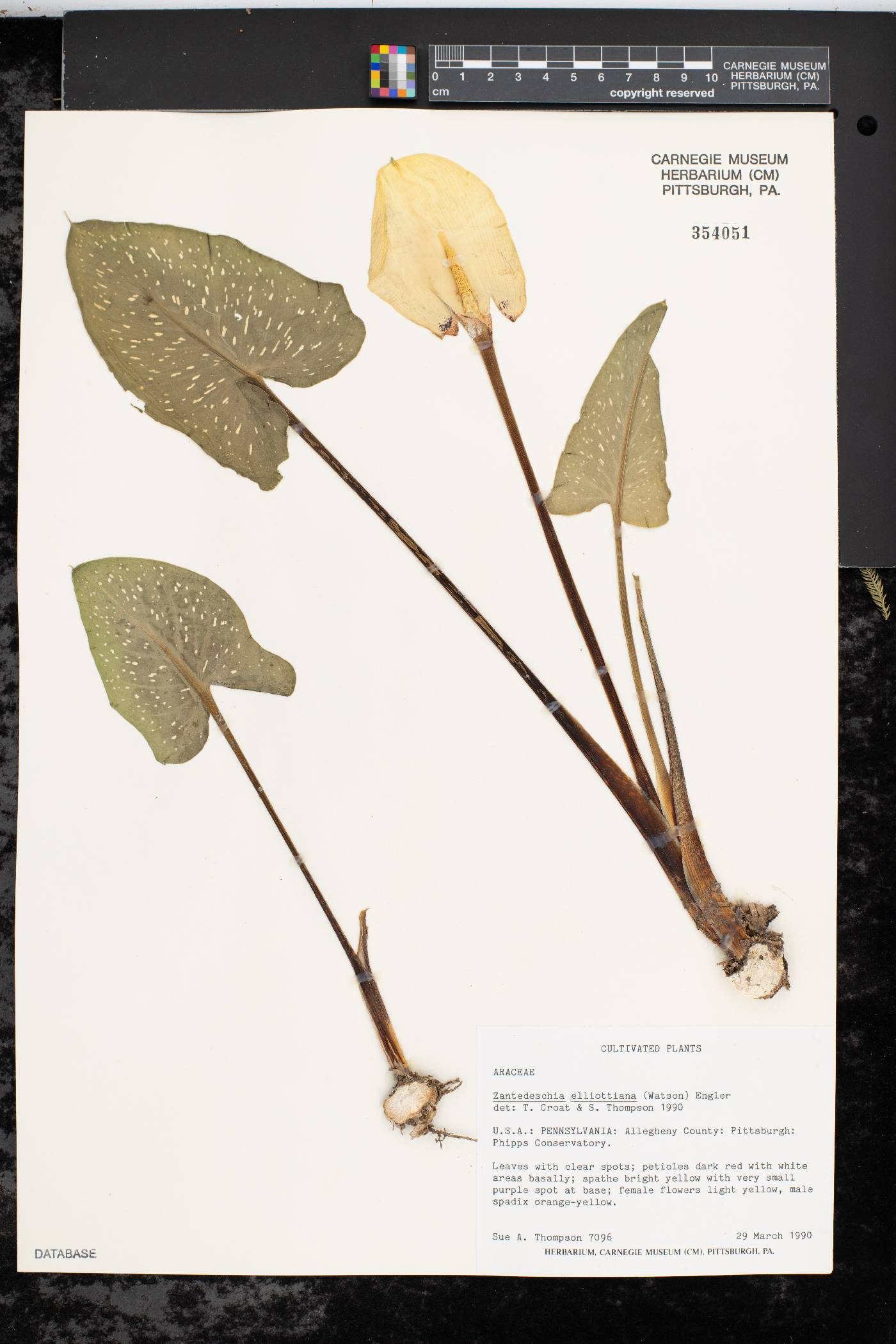 Zantedeschia elliottiana image