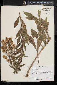 Solidago canadensis var. canadensis image