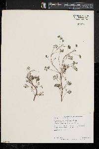 Image of Pelargonium abrotanifolium