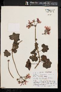 Pelargonium peltatum image