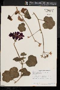 Pelargonium peltatum image
