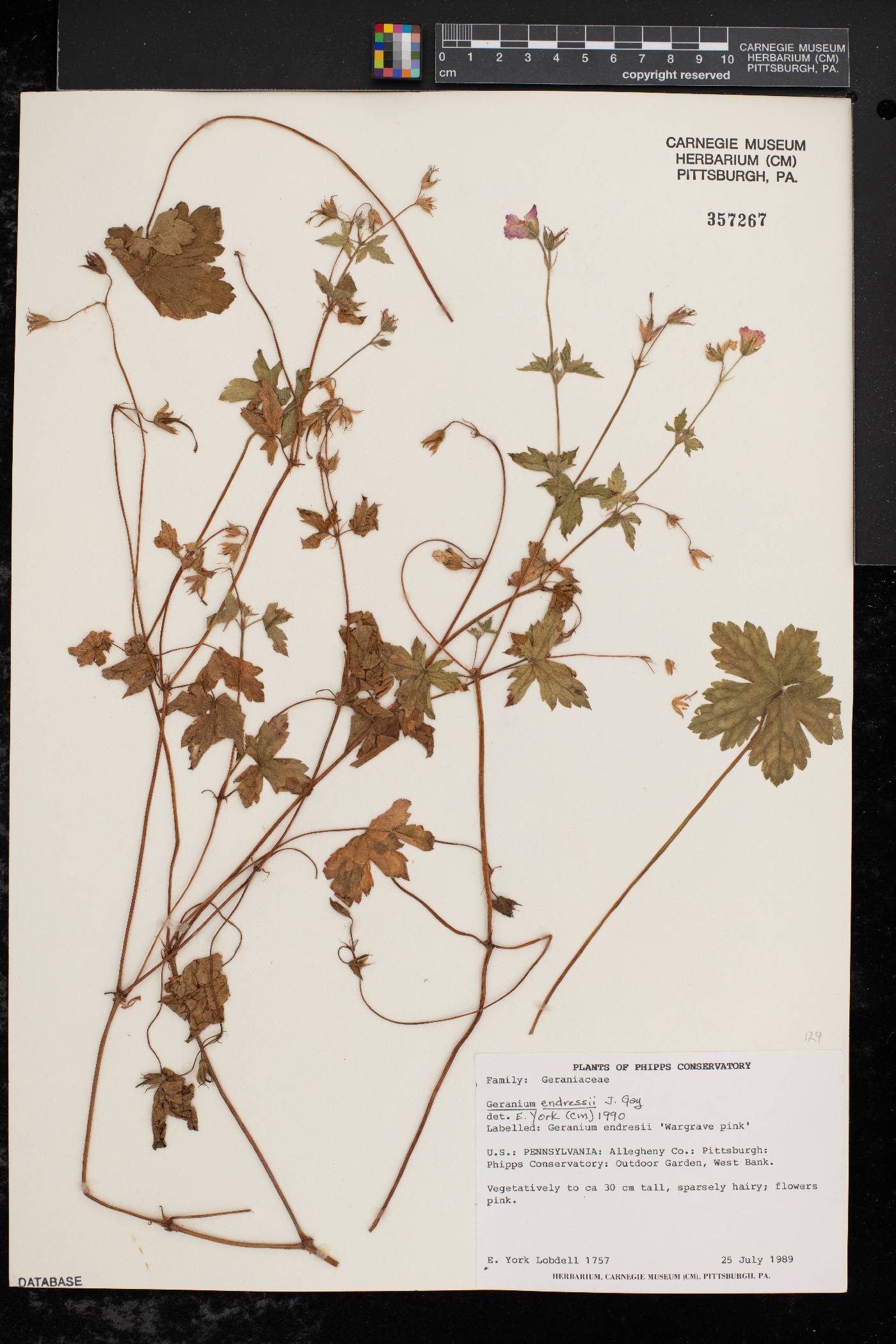 Geranium endressii image