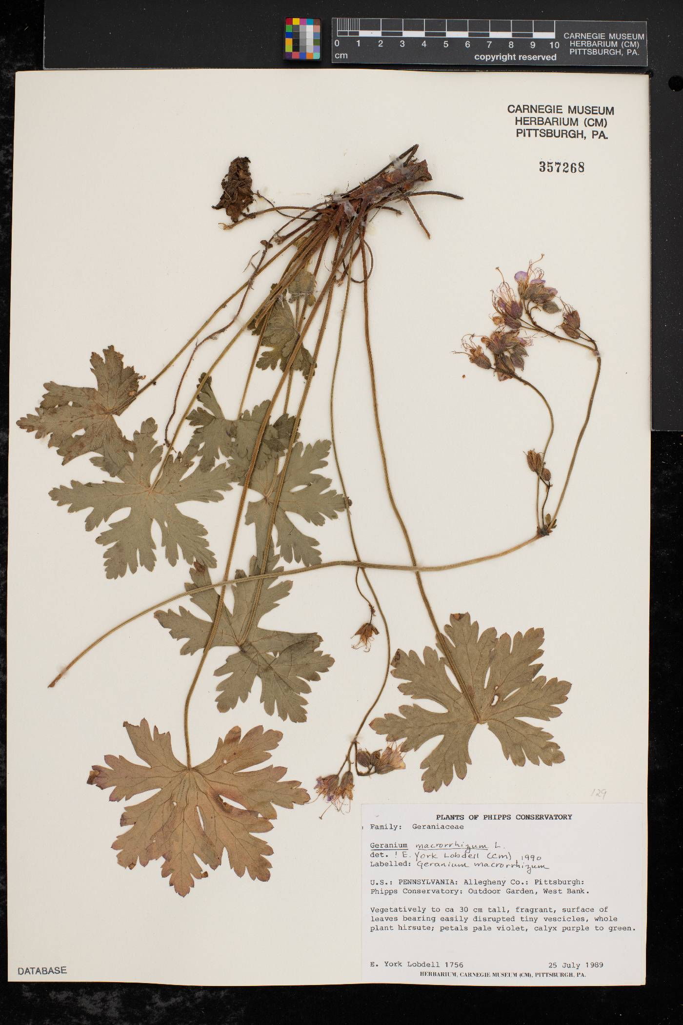 Geranium macrorrhizum image