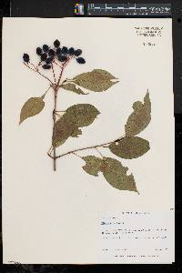 Viburnum lentago image