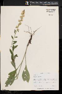 Solidago bicolor image