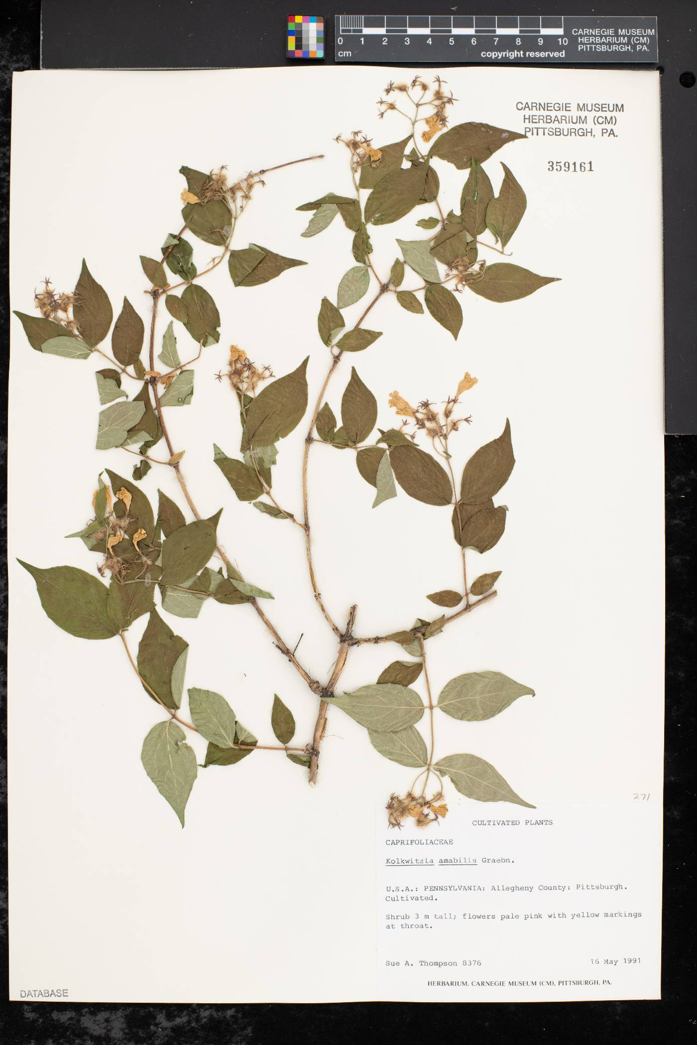 Kolkwitzia amabilis image