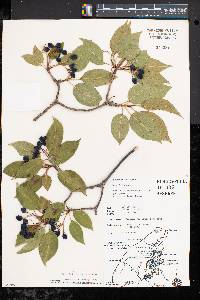 Viburnum lentago image