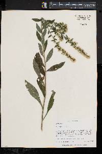 Solidago bicolor image