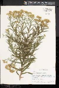 Solidago graminifolia image