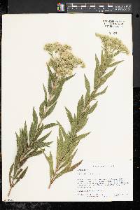 Eupatorium altissimum image