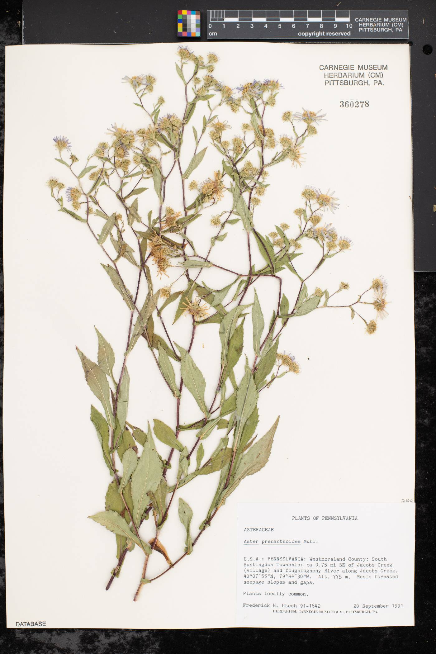 Symphyotrichum prenanthoides image