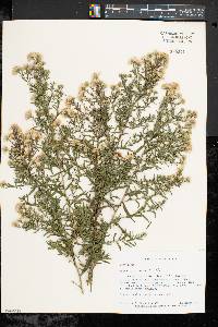 Symphyotrichum lanceolatum var. lanceolatum image