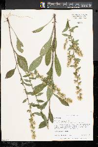 Solidago bicolor image