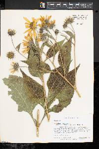 Helianthus tuberosus image