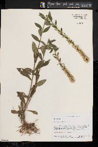 Solidago bicolor image