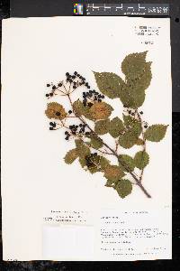 Viburnum dentatum var. lucidum image