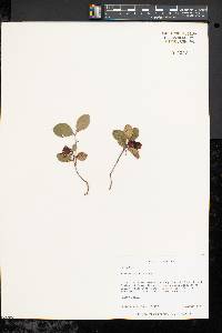 Gaultheria procumbens image