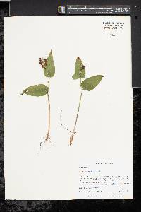 Maianthemum canadense image