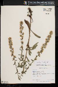 Solidago hispida image