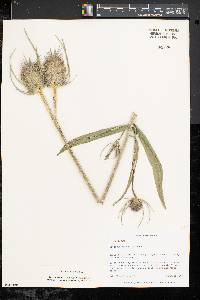 Dipsacus fullonum image