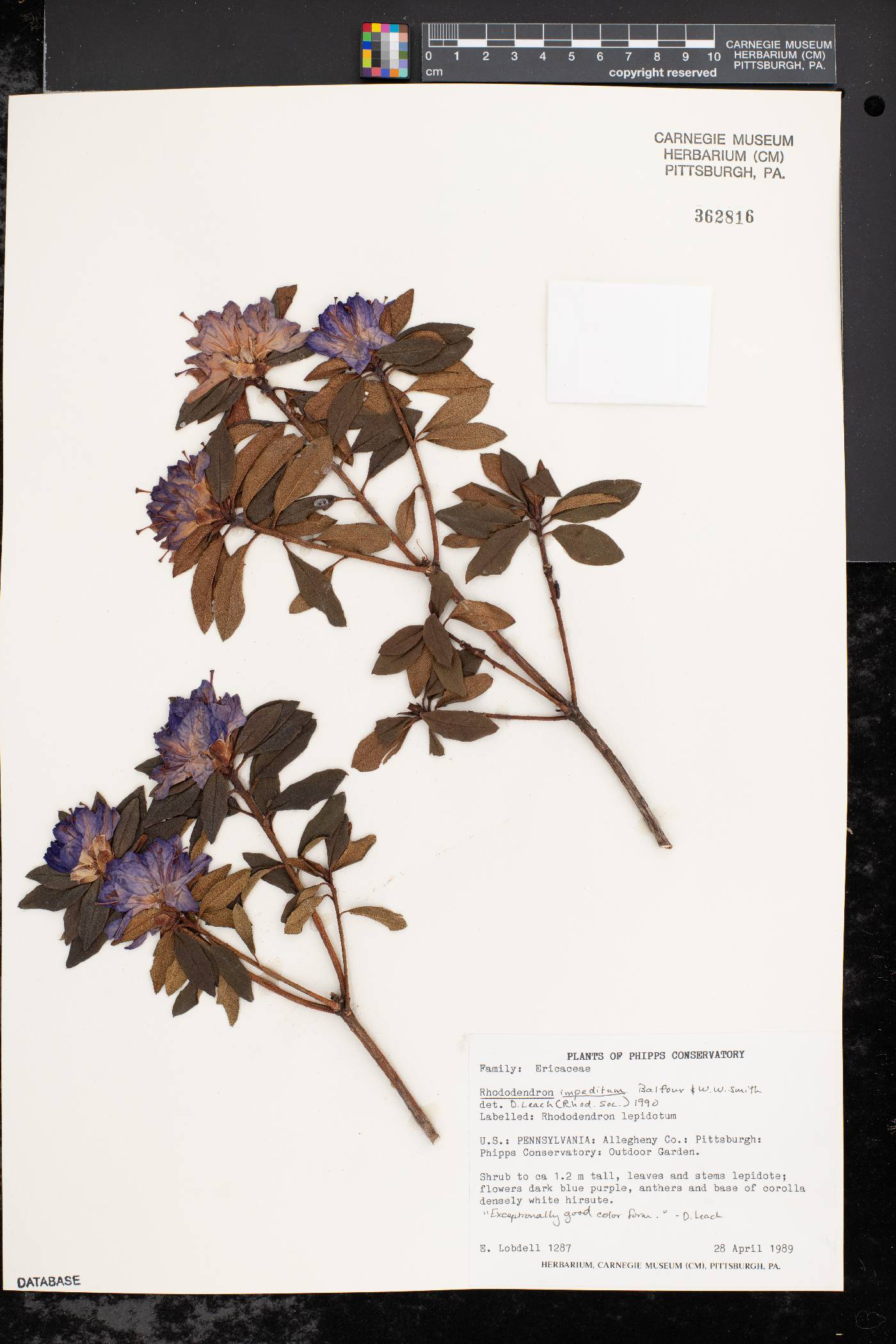 Rhododendron impeditum image