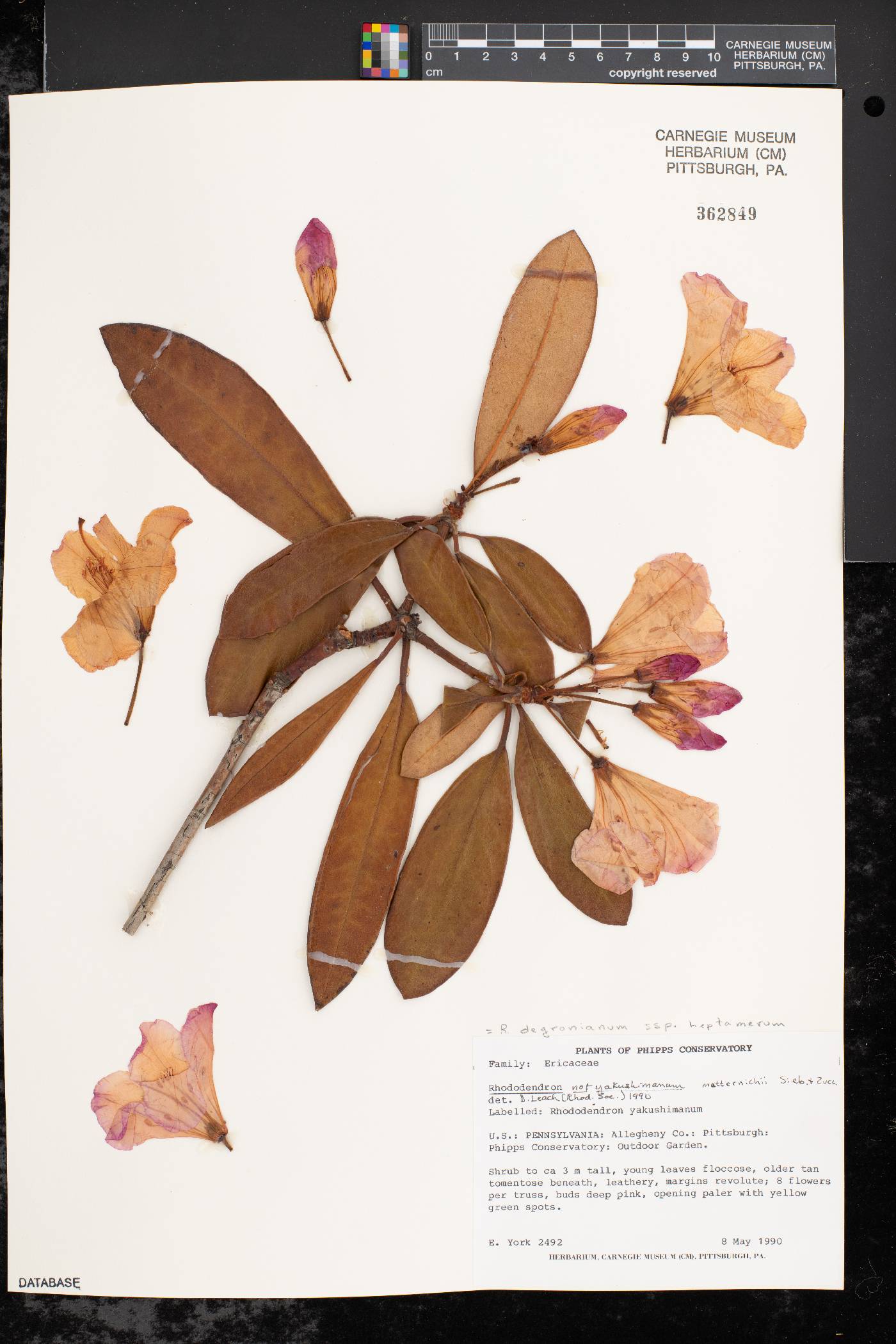Rhododendron japonoheptamerum image