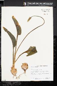 Image of Drimiopsis maculata