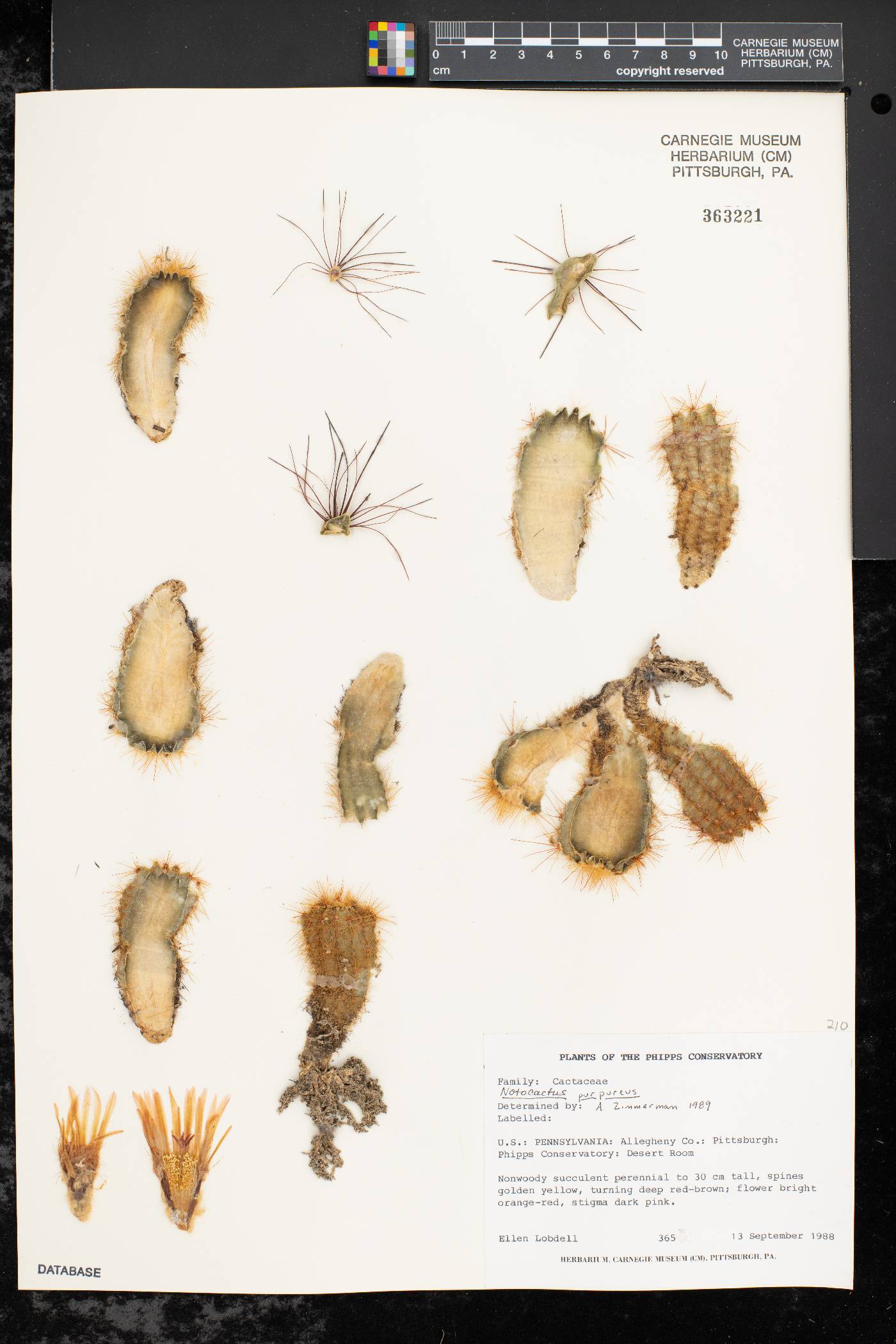 Parodia horstii image