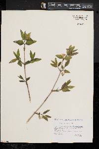 Lonicera canadensis image