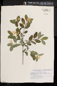 Lonicera morrowii image