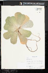 Pistia stratiotes image