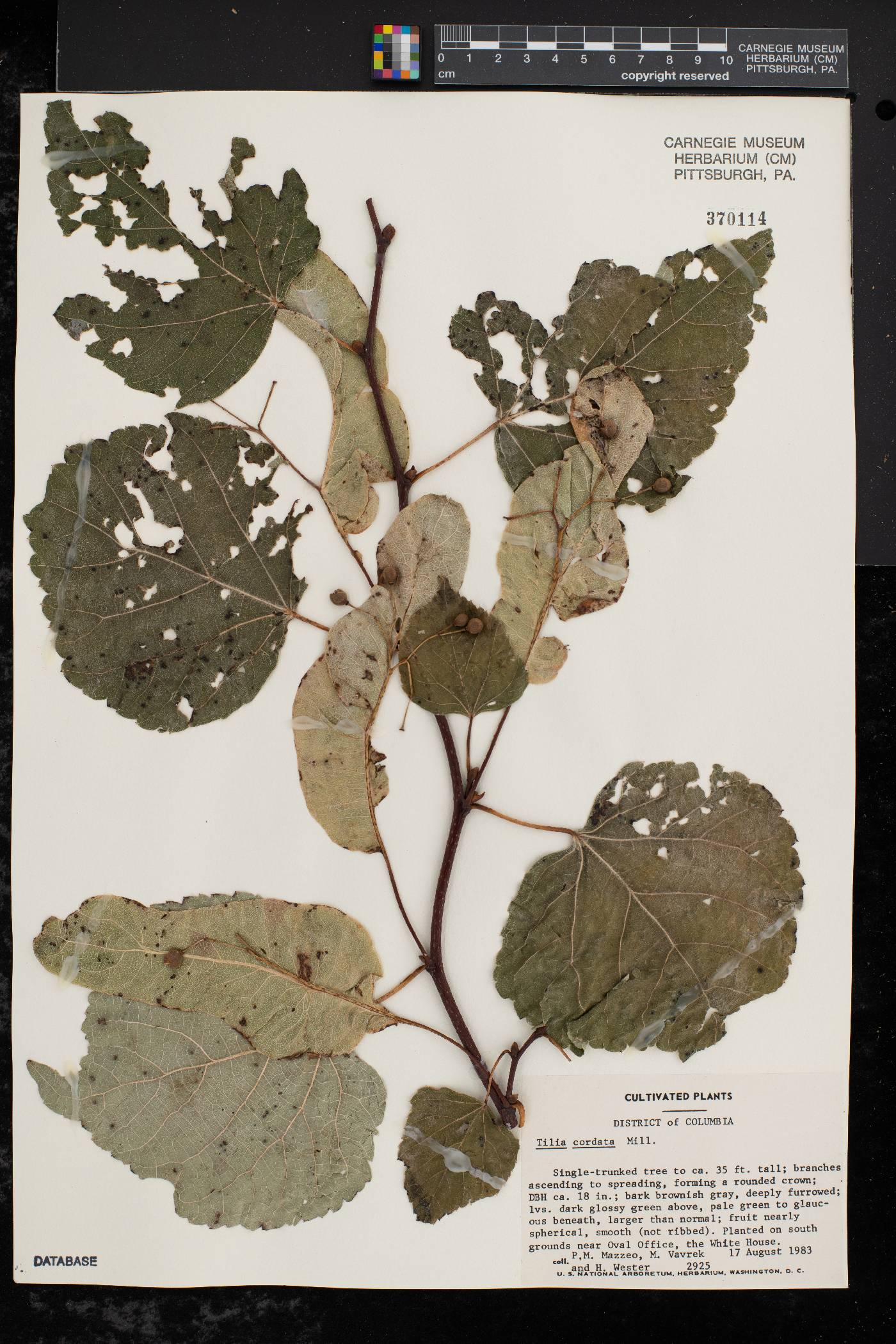 Tilia cordata image