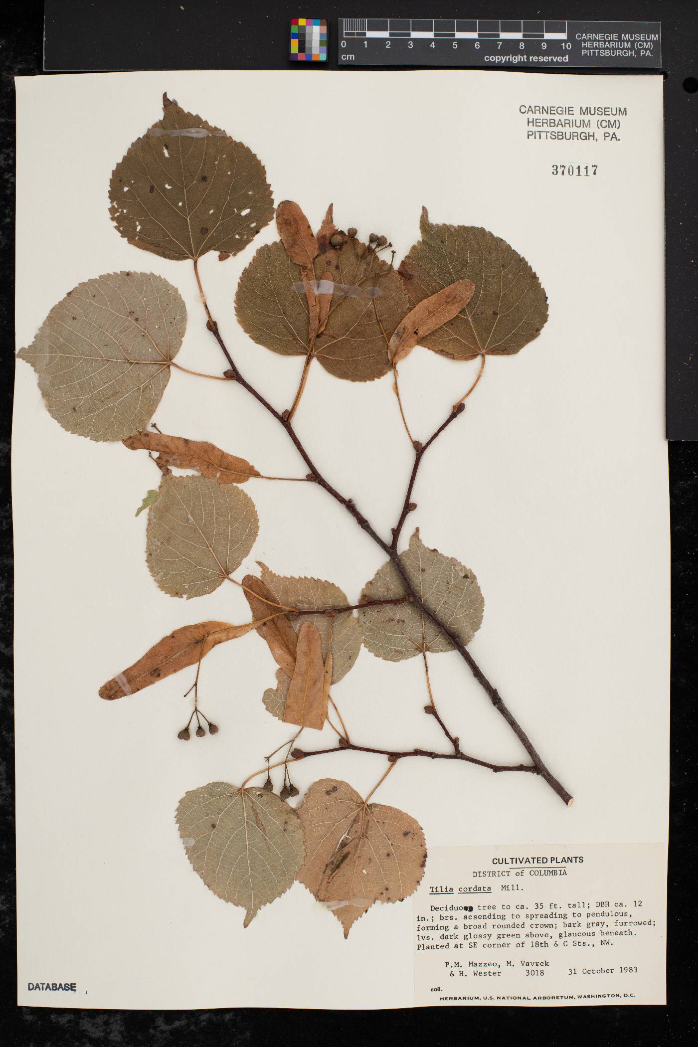 Tilia cordata image