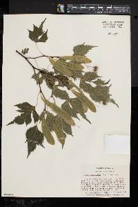 Tilia platyphyllos image