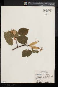 Tilia platyphyllos image