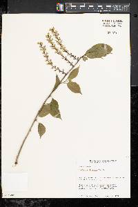 Stachyurus chinensis image