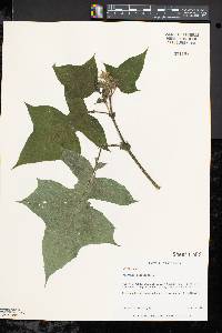 Polymnia canadensis image