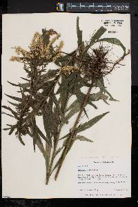 Solidago canadensis var. scabra image